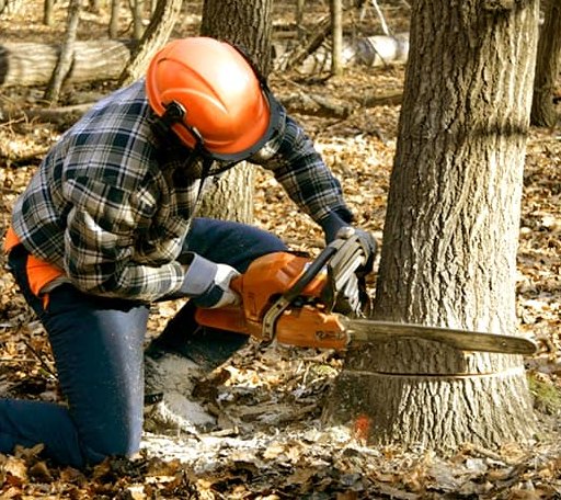 Tree Removal in Bailey, MS